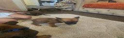 Belgian Shepherd Dog dogs for sale: Outstanding Belgium malinois puppies  - Advert 13