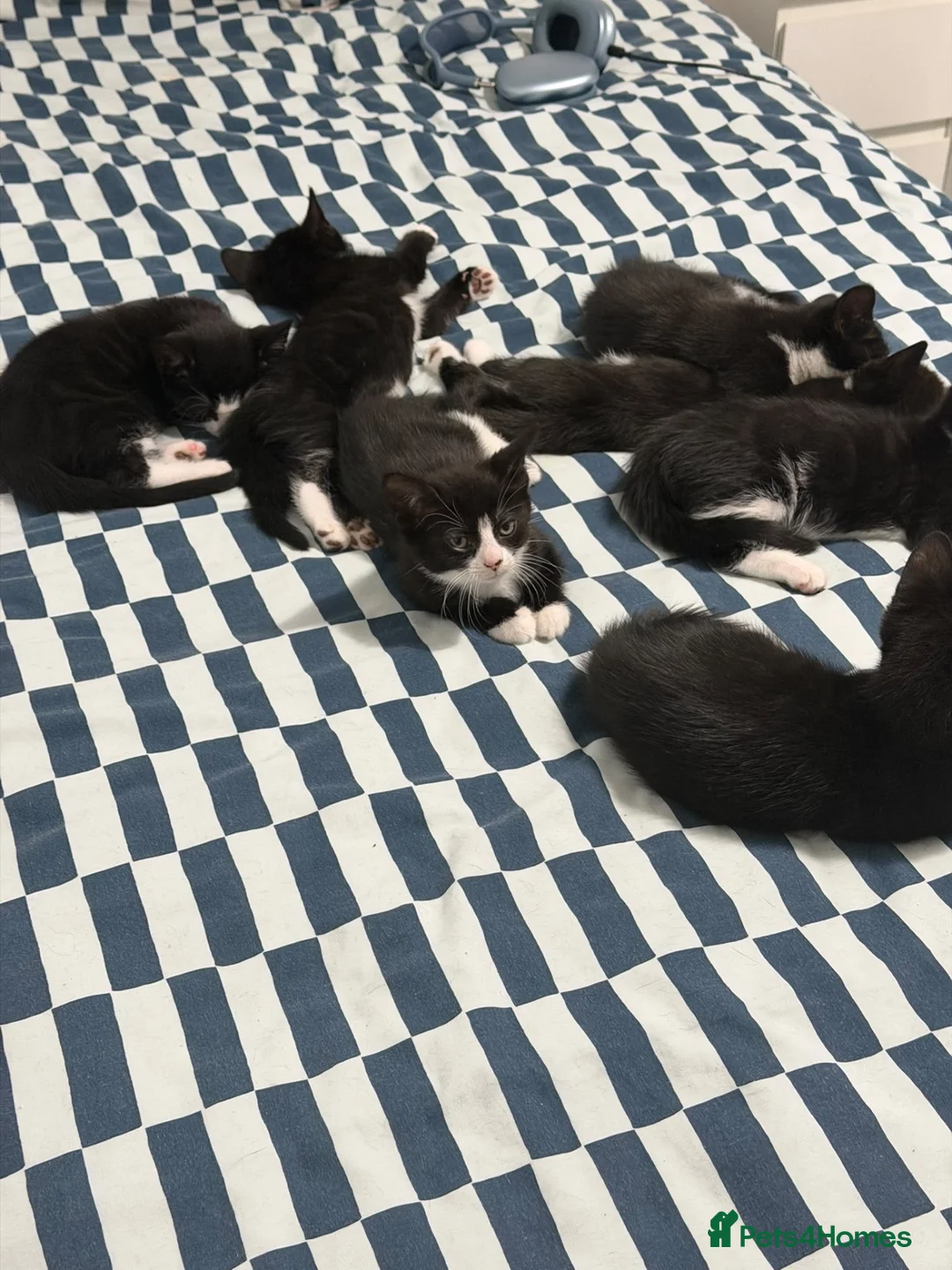 Mixed Breed cats for sale: 7 Adorable Kittens Looking for Loving Homes - Advert 26