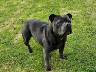 Staffordshire Bull Terrier dogs Stunning female staffordshire bull terrier - Advert 1