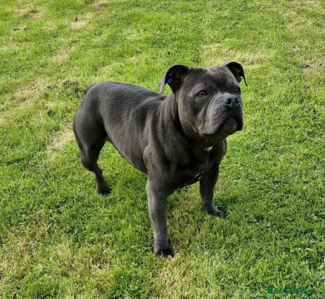 Staffordshire Bull Terrier dogs for sale: Stunning female staffordshire bull terrier  - Advert 1
