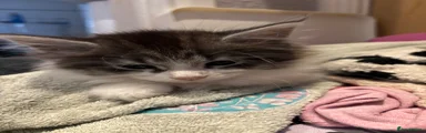 Whiskers 