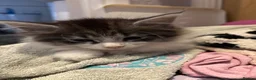 Mixed Breed cats for sale: Cross breed Maine Coon Domestic long haired - Advert 3