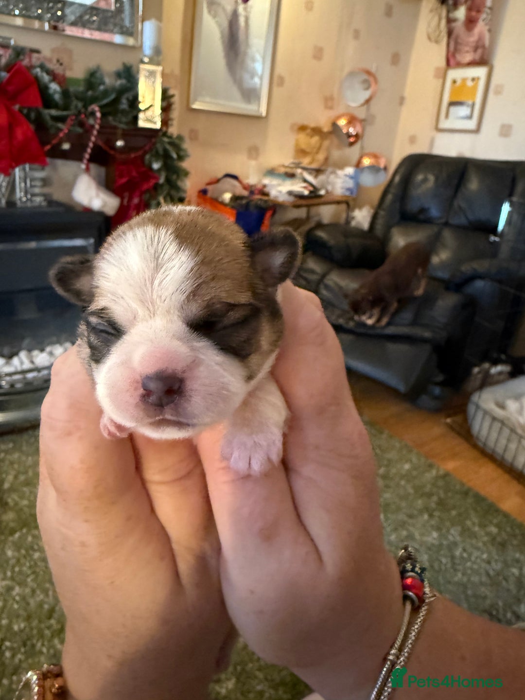 Shih Tzu dogs for sale: 3 shitzu puppies needing new forever homes - Advert 1