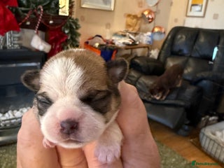 Shih Tzu dogs 3 shitzu puppies needing new forever homes - Advert 2