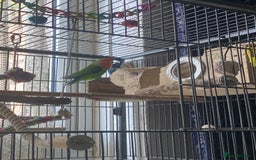 Lovebirds birds for sale: 2 Lovebirds - Image 2