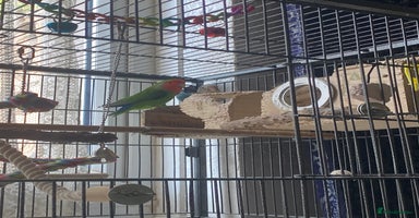 Lovebirds birds - Advert 14