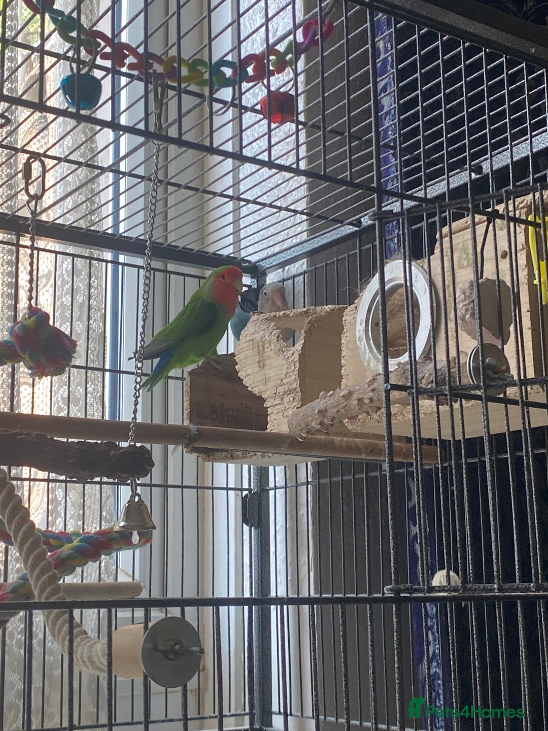 Lovebirds birds for sale: 2 Lovebirds - Image 2