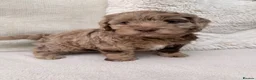 Cockapoo dogs for sale: Super Quality Cockerpoos  - Advert 9
