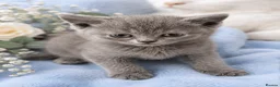 British Shorthair cats for sale: 💙🤍🤎 BSH Kittens – Chocolate, Blue & White  - Advert 5