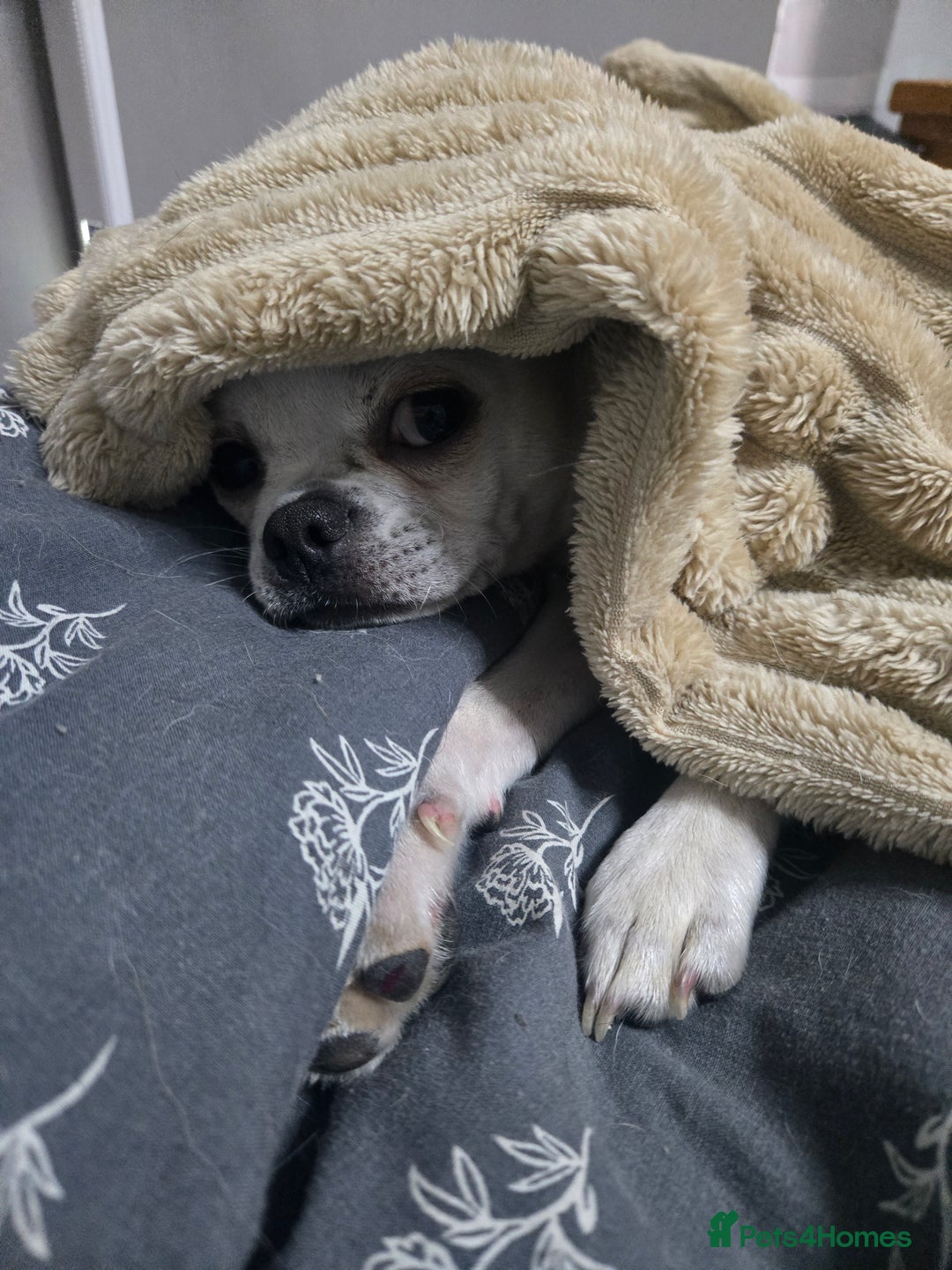 Chug dogs for stud: Zues McDonald - Advert 3