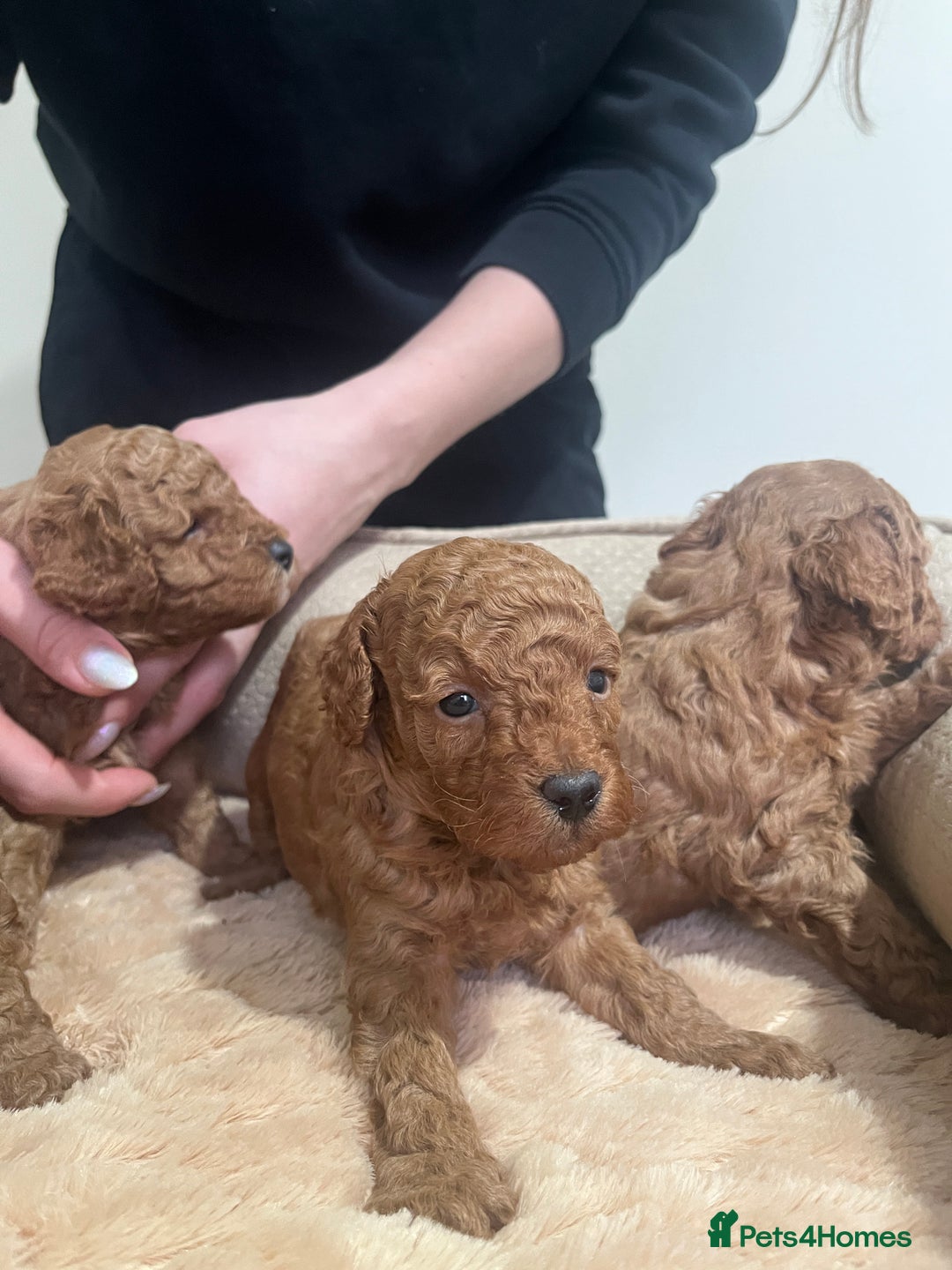 Toy Poodle dogs for sale: Pure toy poodle pups - Advert 18