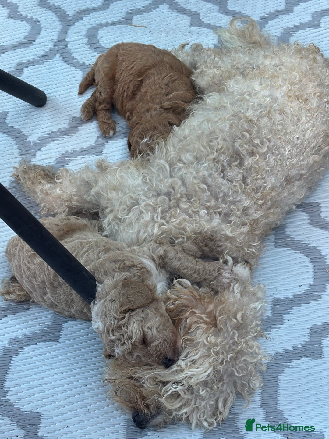 Toy Poodle dogs for sale: Last Toy Poodle Girl Waiting for her Forever Home - Image 13