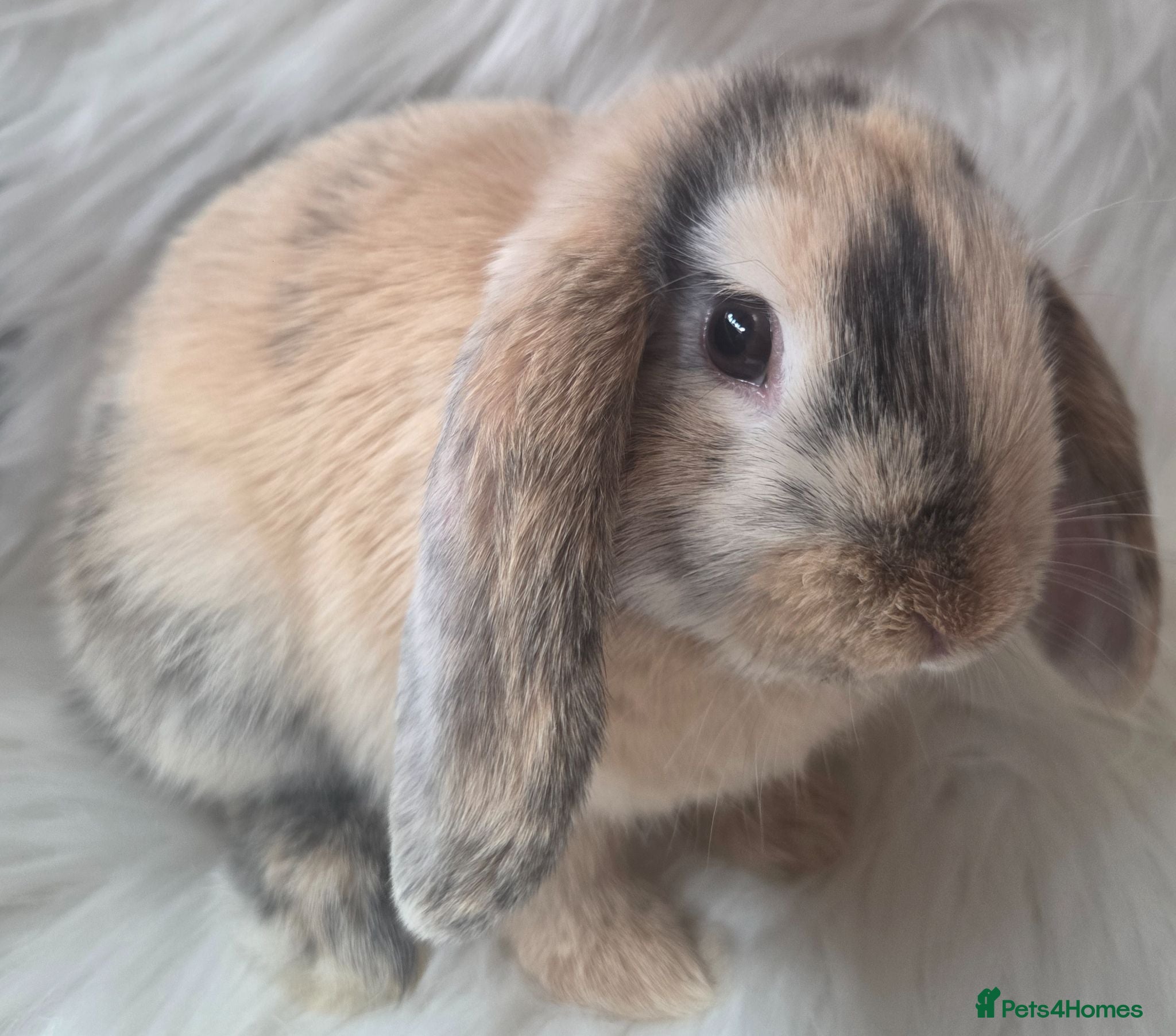 Mini Lop rabbits Beautiful mini lops boys and girls avalible . - Advert 1