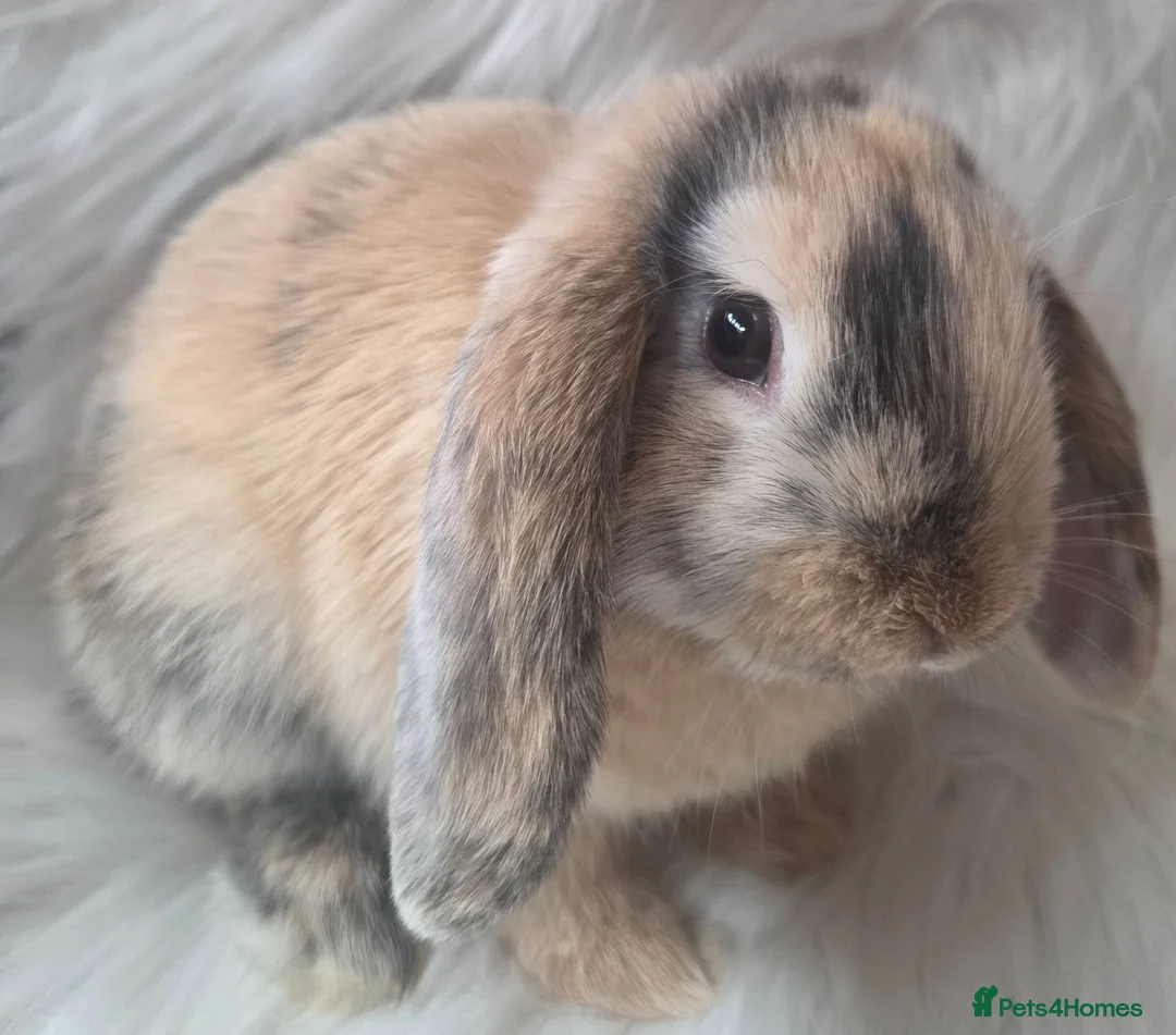 Mini Lop rabbits for sale: Beautiful mini lops boys and girls avalible . - Advert 1