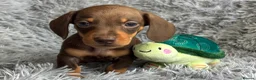 Miniature Dachshund dogs for sale: KC reg, PRA Clear Beautiful Natured Pups - Advert 7