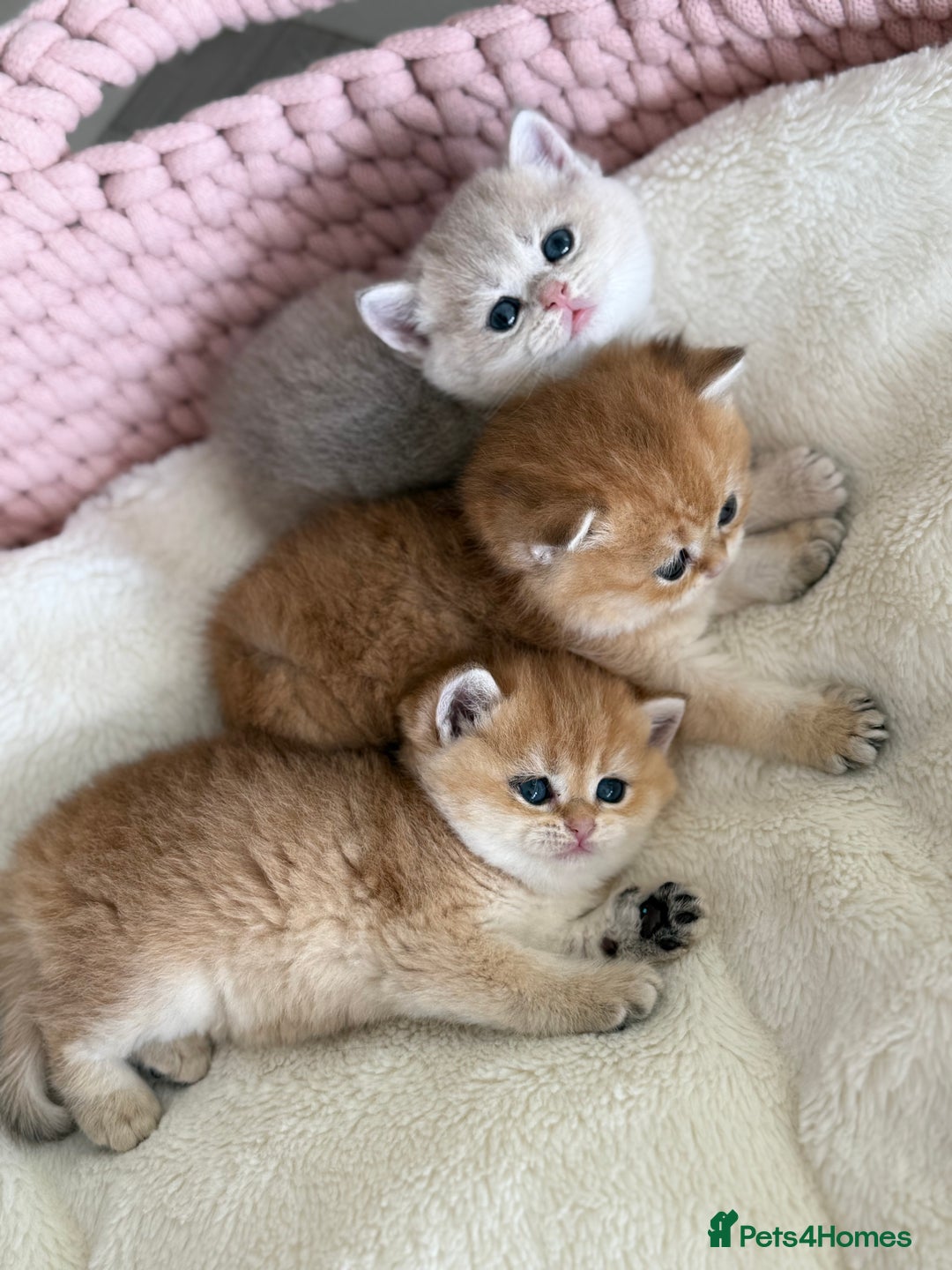 British Shorthair cats for sale: Golden Blue British Shorthair kittens  - Advert 10