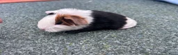 Guinea Pig rodents for sale: Beautiful long haired guinea pigs to reserve  - Advert 29