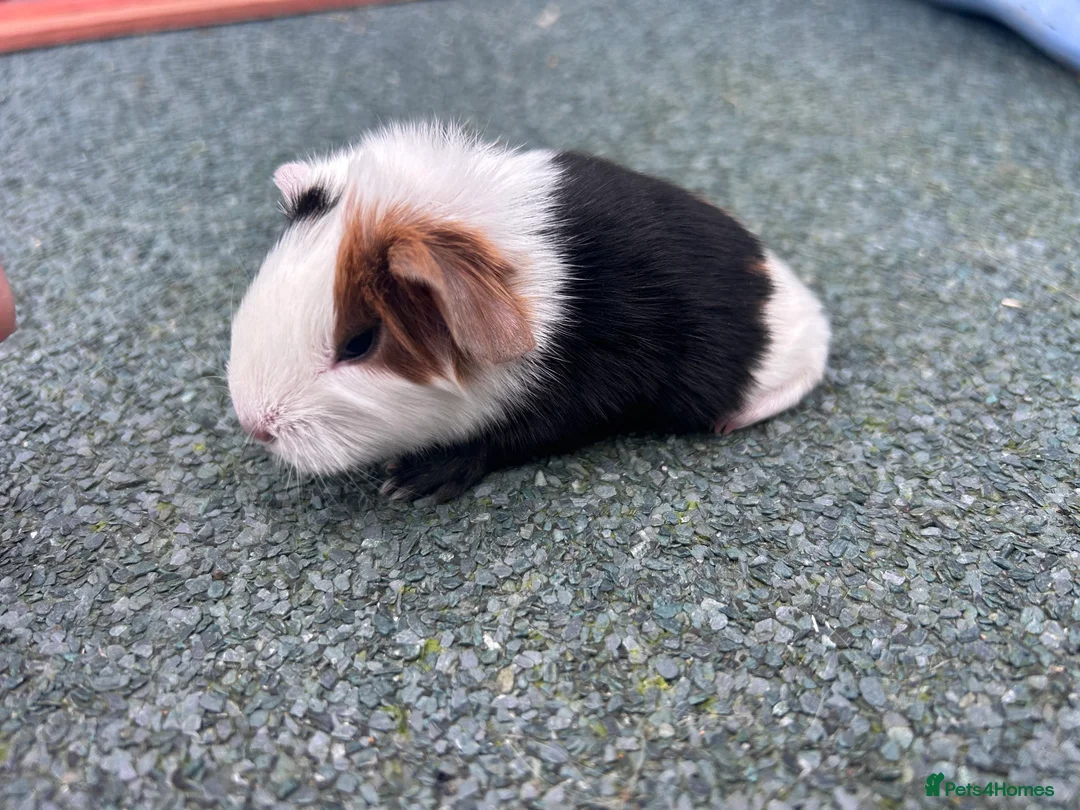 Guinea Pig rodents for sale: Beautiful long haired guinea pigs to reserve  - Advert 29