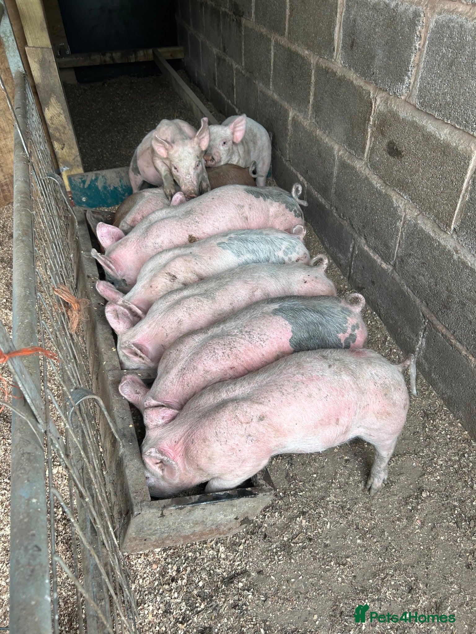 Pig livestock Large White Cross Weaners - Advert 1