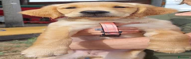 Golden Retriever 9
