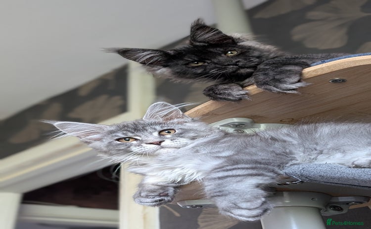Maine Coon cats - Advert 2