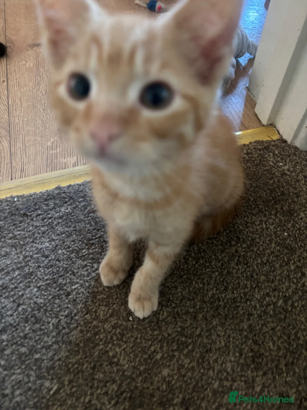Mixed Breed cats for sale: 7 beautiful kittens looking for their forever home - Advert 9