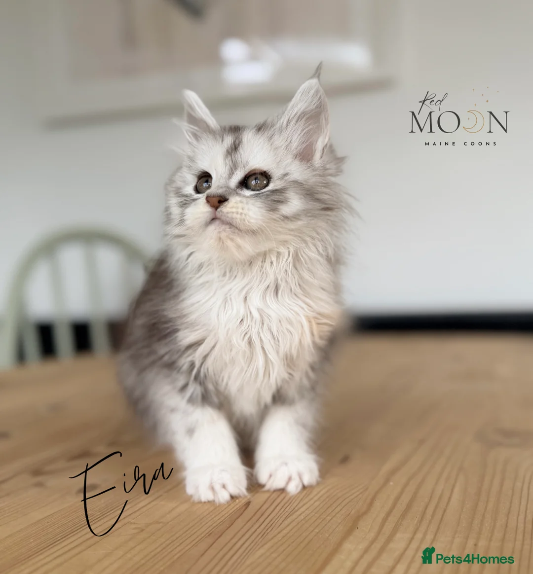 Maine Coon cats for sale: Last 2 female Maine Coon kittens - Advert 9