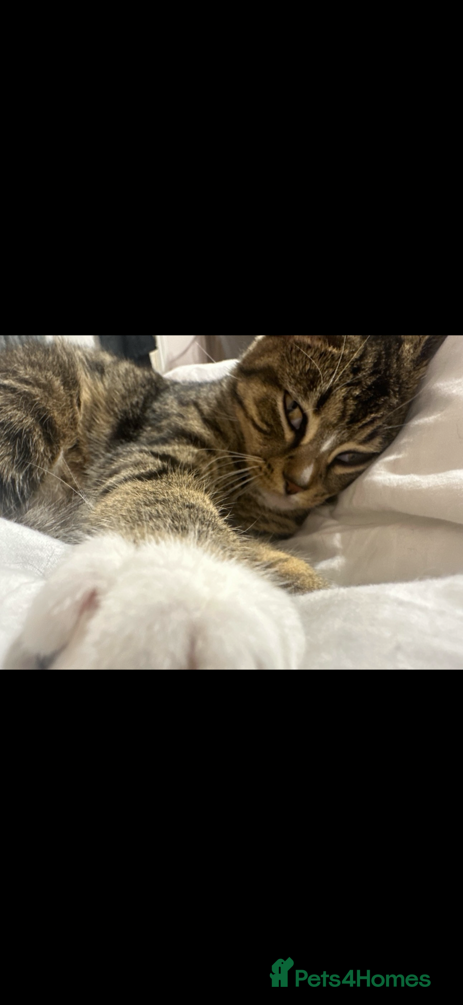 Mixed Breed cats Skye - for free  - Advert 1