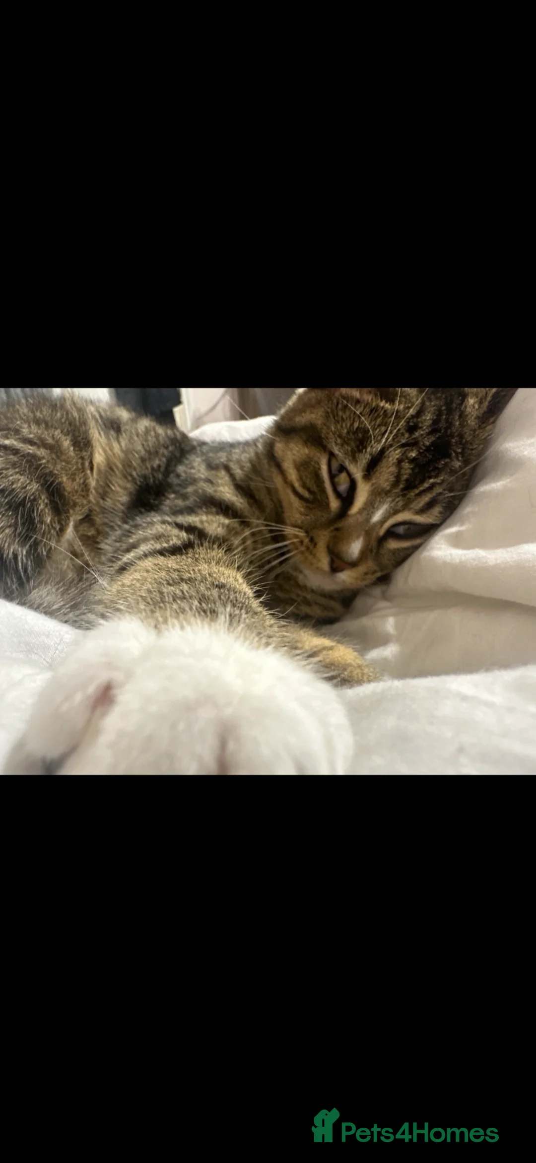 Mixed Breed cats for sale: Skye - for free  - Advert 1