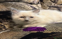 Ragdoll cats for sale: Peaceful cuddled Rag dolls for sale - Image 3