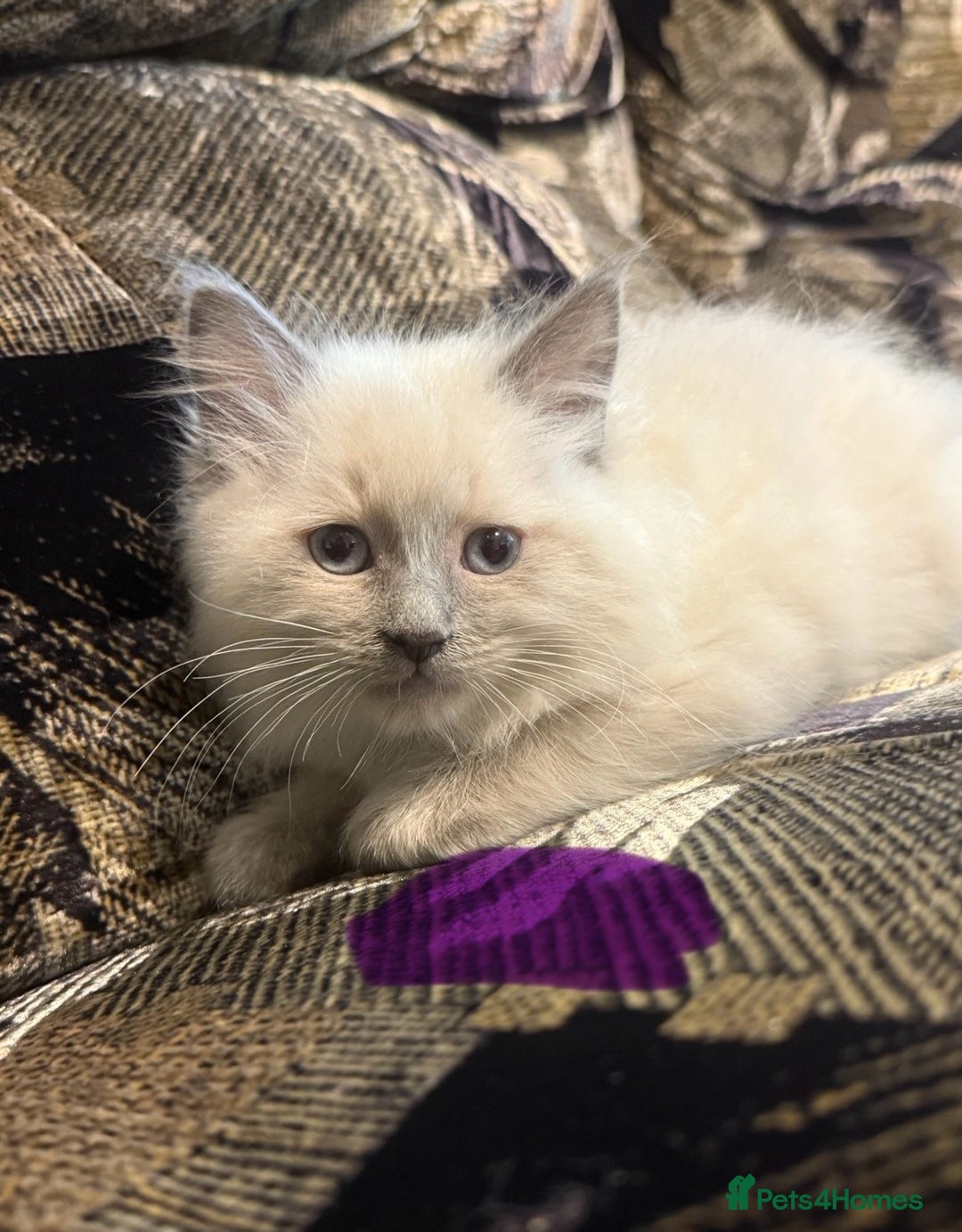 Ragdoll cats for sale: Peaceful cuddled Rag dolls for sale - Image 3