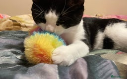 Mixed Breed cats for sale: Male kitten - Advert 11