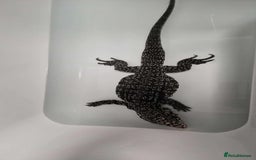 Lizard reptiles for sale: Two tegus for sale - Advert 2