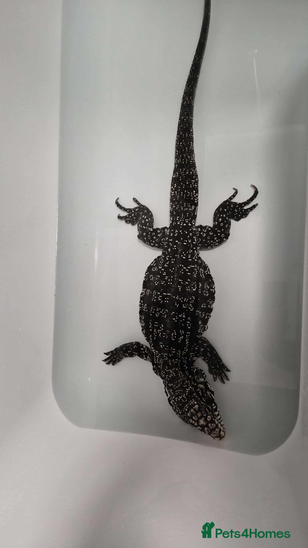 Lizard reptiles for sale: Two tegus for sale - Advert 2