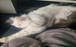 Ragdoll cats for sale: Gorgeous Ragdoll x Persian boy  - Image 7