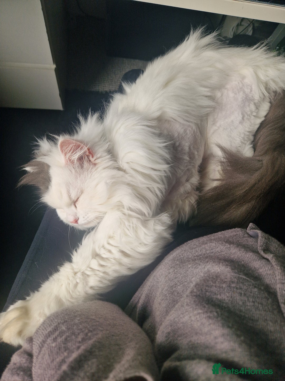 Ragdoll cats for sale: Gorgeous Ragdoll x Persian boy  - Image 7