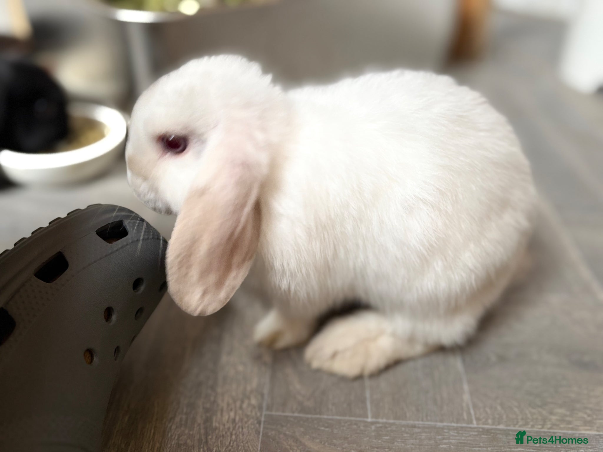Mini Lop rabbits Baby bunnies looking for their new home 🐰❤️ - Advert 2