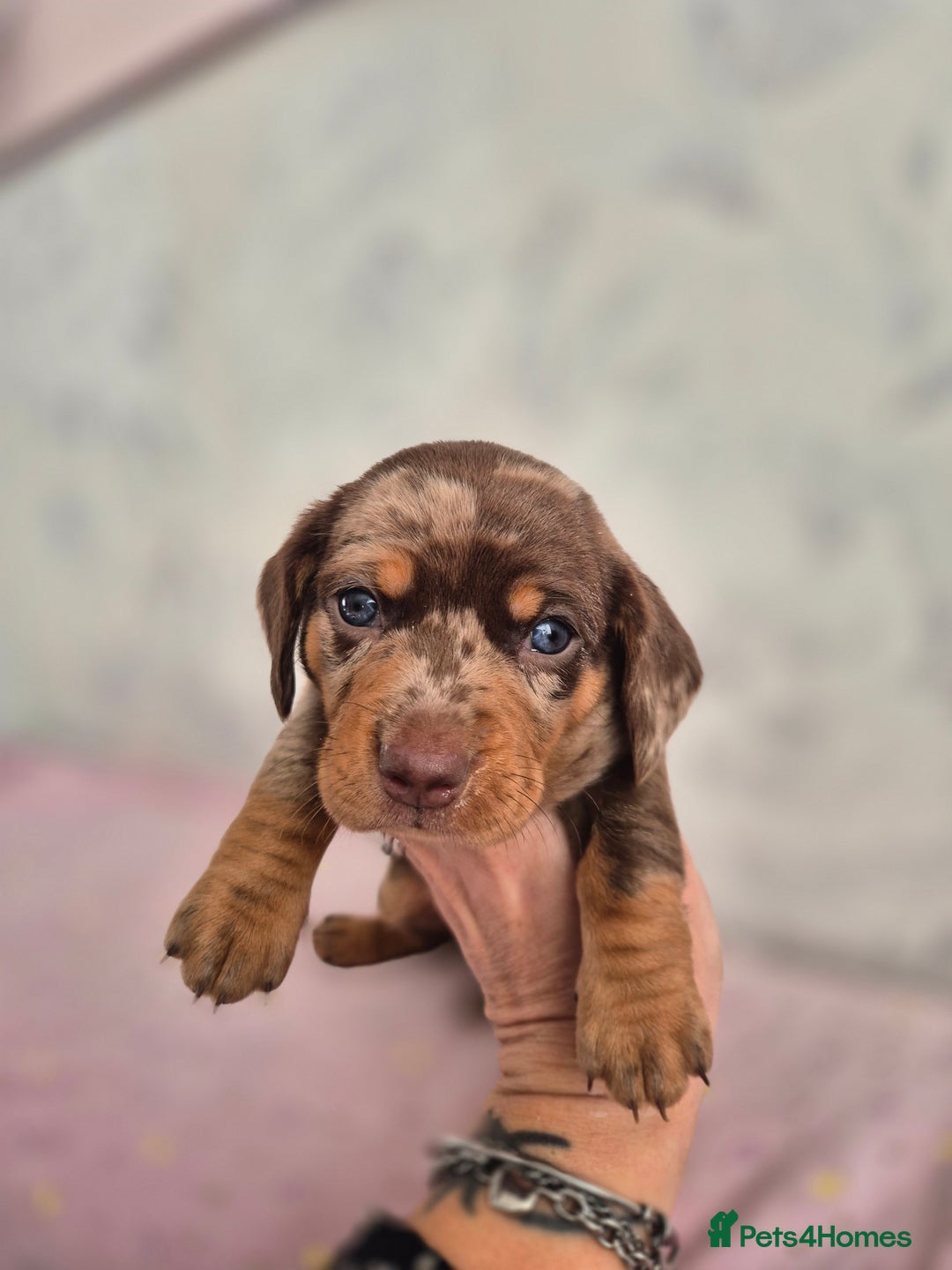 Dachshund dogs for sale: Miniature dachshund puppies PRA CLR - Image 39