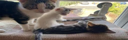 Mixed Breed cats for sale: Lovely kitten looking for her forever home - Advert 4