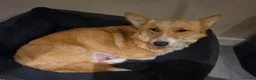 Welsh Corgi Pembroke dogs for sale: Corgi puppies looking for their forever home in Betws-y-Coed - Advert 4