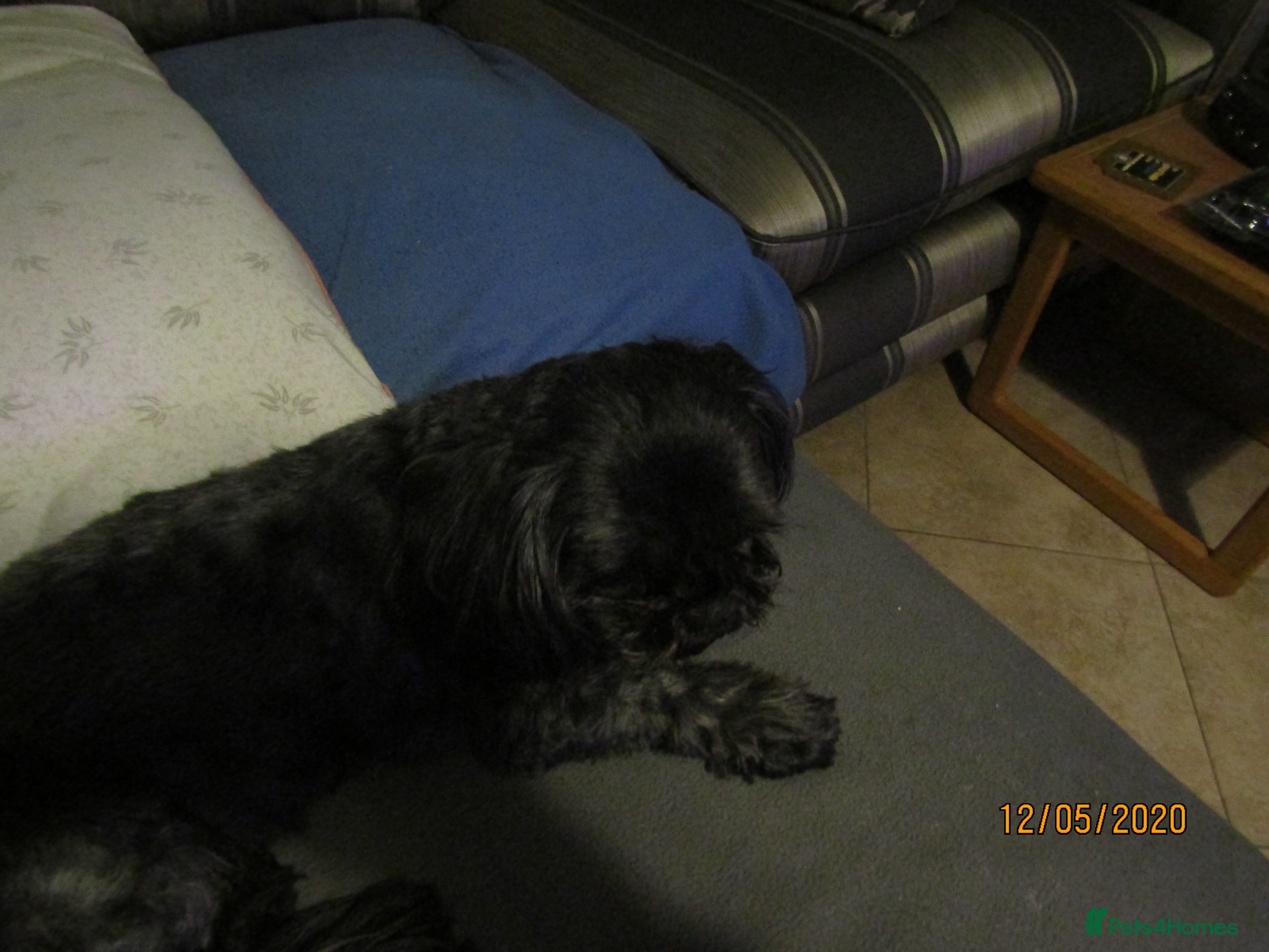 Shih Tzu dogs KC Black Zorro for stud - Advert 19