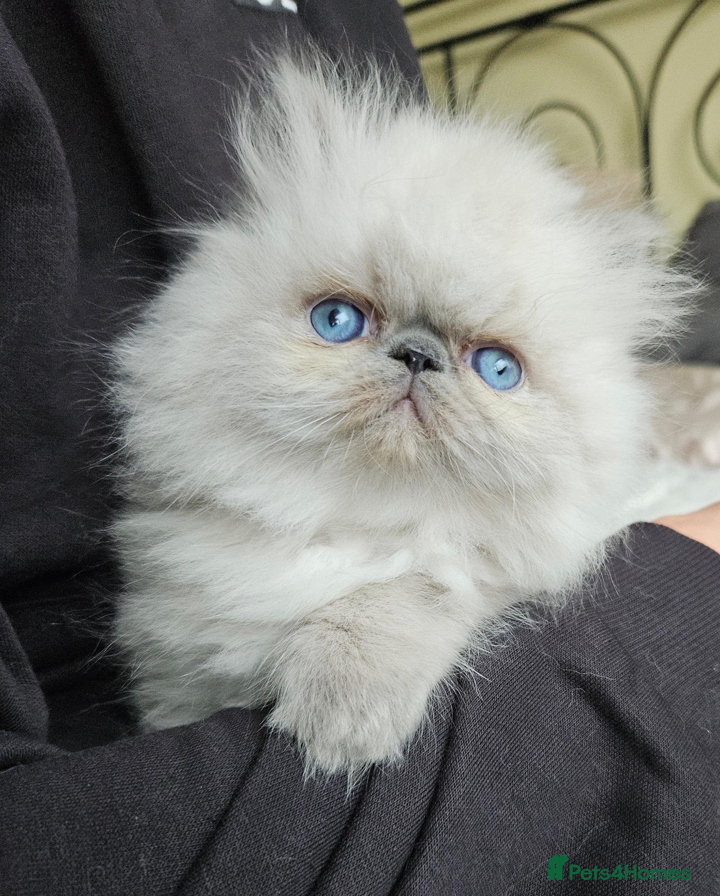 Persian cats 😻 Waiting List Open For April 2026😻 - Advert 12