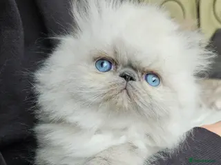 Persian cats 😻 Waiting List Open For April 2026😻 - Advert 12