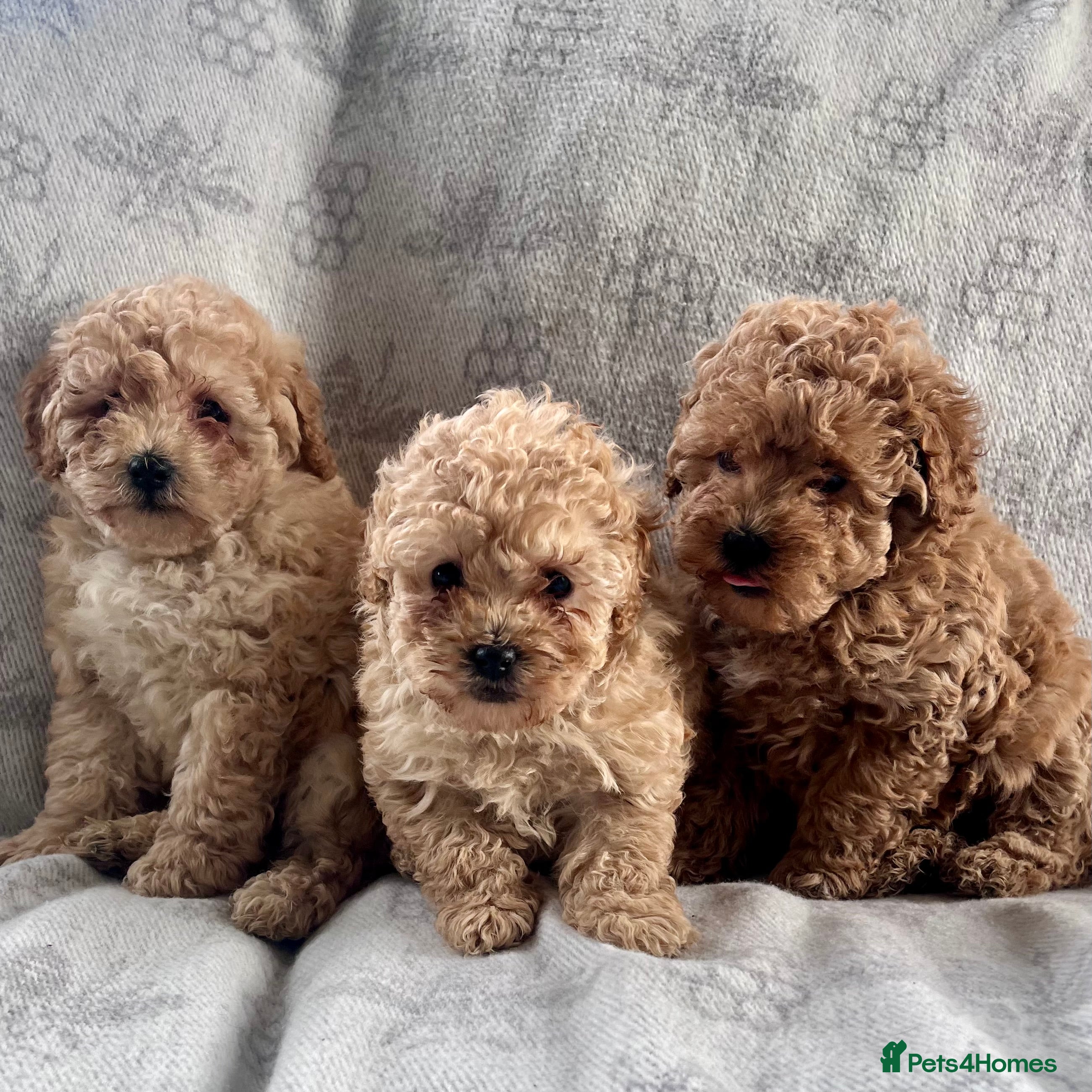 Cockapoo dogs Stunning f2b cockapoo pups  - Advert 14