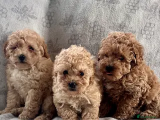 Cockapoo dogs Stunning f2b cockapoo pups - Advert 14