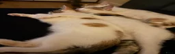 Mixed Breed cats for sale: 3 girls looking for forever homes  - Advert 4