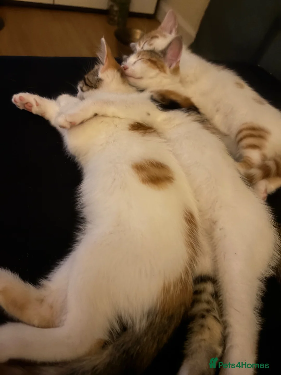 Mixed Breed cats for sale: 3 girls looking for forever homes  - Advert 4