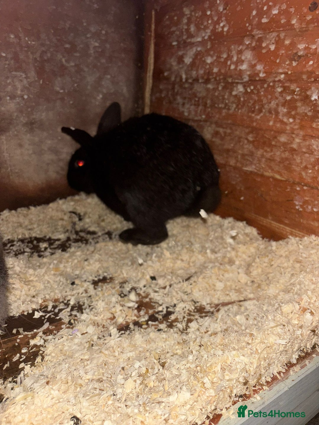 Mixed Breed rabbits for sale: Female rabbit  - Advert 3