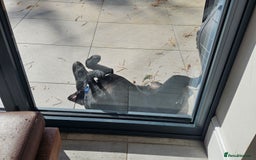 Mixed Breed dogs for sale: Lab-Staffy cross 8 months - Image 17