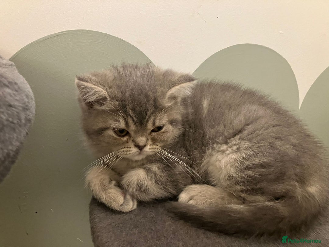 Exotic cats for sale: REDUCED Beautiful Exotic kittens  - Advert 9